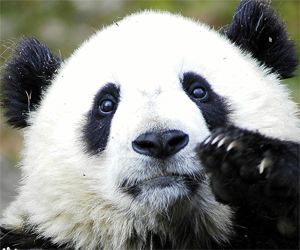 panda-penguin-google-social-media