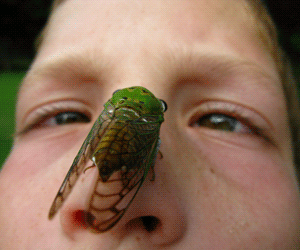 cicada-nose_300x250